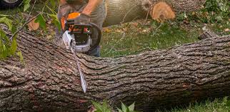 Hemphill, TX Tree Services Company