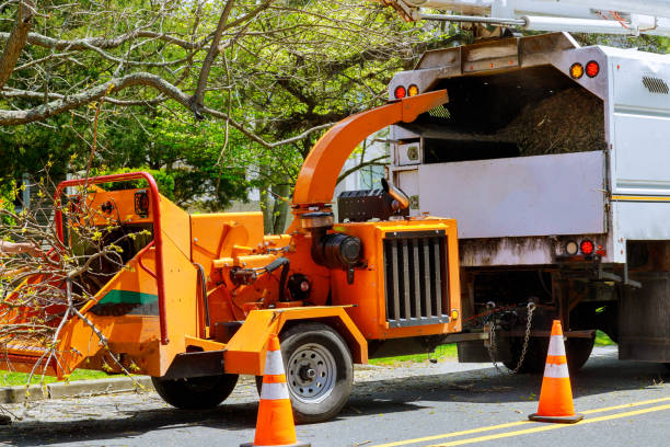 How Our Tree Care Process Works  in  Hemphill, TX