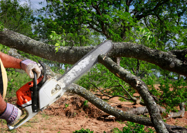 Lawn Watering Services in Hemphill, TX